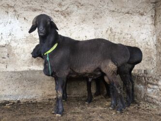 купить породистую кошку: Продаю | Баран (самец) | На забой | Племенные