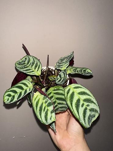 Аглаонемы: 1) сциндапсус расписной 500(с опорой металическая) 2) эпипрмиум — 5