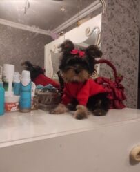 maraqli it adlari: Йоркширский терьер, 4 месяца, Самка