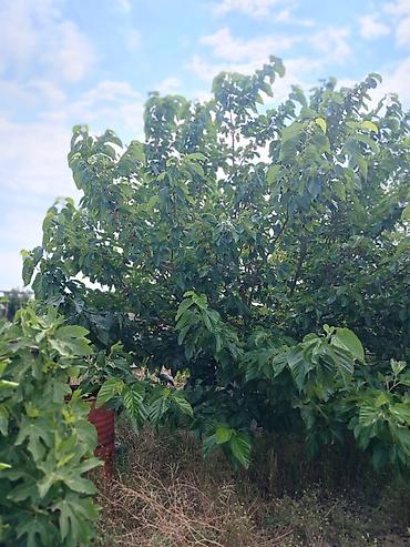 Həyət evləri və villaların satışı: Nardaran qəs. 3 otaqlı, 3 kv. m, Kredit yoxdur, Orta təmir — 19