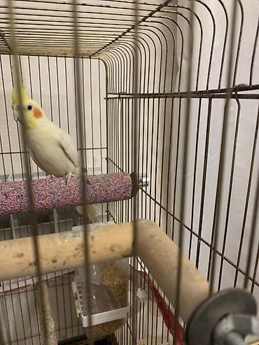 Tutuquşları: Lutilla Korella 7 ayliqdi, tam saglamdi.Erkeydi.Oz quwumun — 10