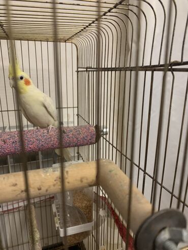 Digər quşlar: Korella erkek.
7 ayliqdi.Cox feal quwdur.Oynuyandir — 9