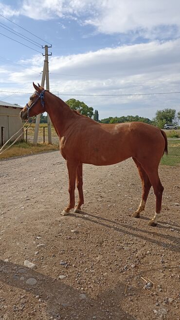 Лошади, кони: Продаю | Кобыла (самка) — 9