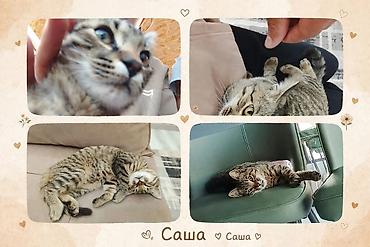 шотландская вислоухая кошка фото цена: Пропала : Беспородная, Мальчик, Серый — 2
