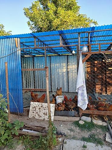 Продажа коттеджей и домов: 💎💎💎 Продаётся уютный Дом 🏘44кв.м 3 ком 💎💎💎 🏡Дачный посёлок Тепловик в — 16