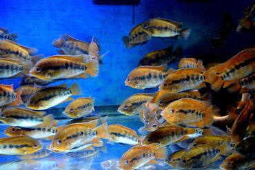 Balıqlar: Cixlid balığı — 14