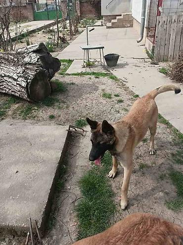 Psi: Belgijski ovčar MALINOA štenci Stenci 6 meseci stari, dva muska i na lalafo.rs — 4 Psi: Belgijski ovčar MALINOA štenci Stenci 6 meseci stari, dva muska i — 4