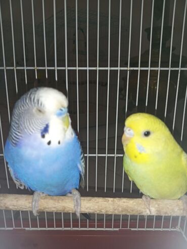 Tutuquşları: Cüt quşlar satılır qəfəslərlə bir yerdə ucuz qiymətə valnistiy — 3