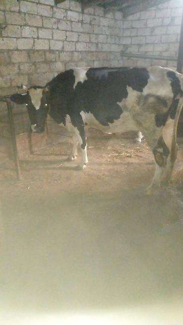 lalafo goyercin satisi: 6inəkdi.hazırda4ü sağılır 60.65l süd olur.20l dən yuxarı seşmə — 6