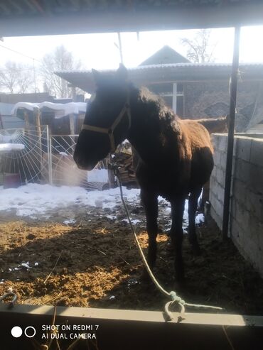 Лошади, кони: Продаю | Жеребенок | Рабочий — 22