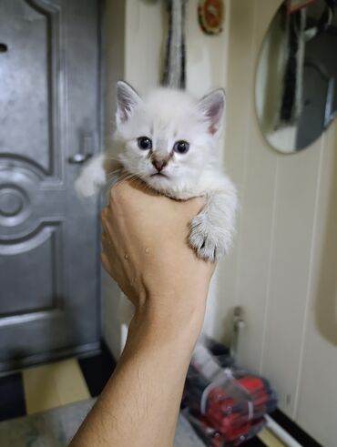 сибирская кошка цена: Срочно чистые ухоженные котята отдадим в хорошие руки полу