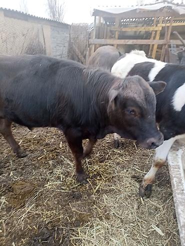 Коровы, быки: Продаю | Бык (самец) | На откорм — 10