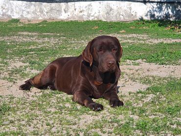 labrador balasi in Azərbaycan | İTLƏR: Chocolate Labrador Retriever Shokolad rengde Labrador