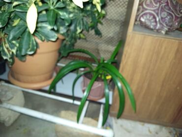 Otaq bitkiləri: Satışda müxtəlif saksı bitkiləri dəsti - Xrizantema (çəhrayı — 3