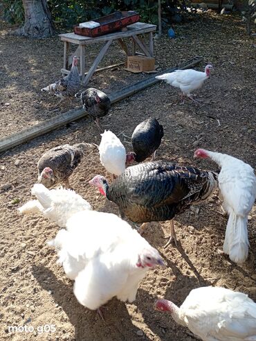 Hinduşka: Dişi, Kanada, Amerika, Damazlıq, Ünvandan götürmə — 6