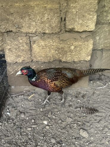 Xoruzlar: Xoruz, il: 1, Pulsuz çatdırılma — 4