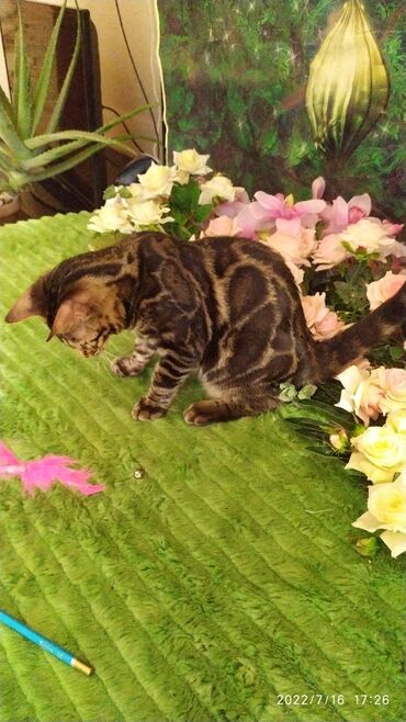 Продажа кошек: Профессиональный Питомник Бенгалов . Бен Гла Мур предлагает Очень — 2