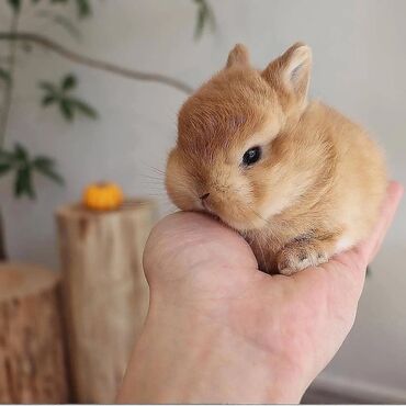 Dovşanlar: 🟠 Ev dovşanı balalarına super endirim kampaniyası. müvəqqəti olaraq 50 — 7