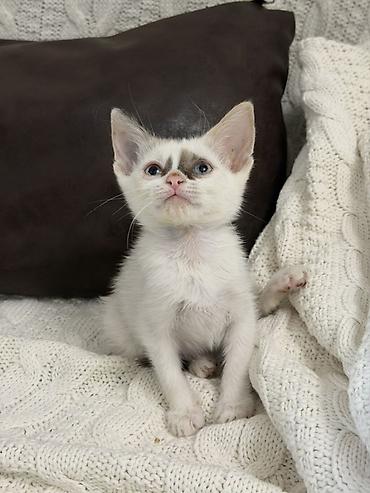 Животные: Кошка даром: Беспородная, 2 месяца, Девочка, Приучена к лотку — 5