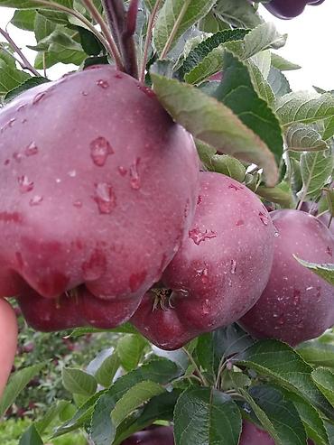 Другие фрукты: Айва свежая, садовая Описание: - Сочные, ароматные плоды ярко‑желтого — 11