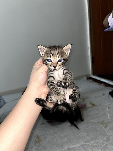 Продажа кошек: Продаю котят. котятам ровно месяц, ещё грудные at lalafo.kg — 5 Продажа кошек: Продаю котят. котятам ровно месяц, ещё грудные — 5