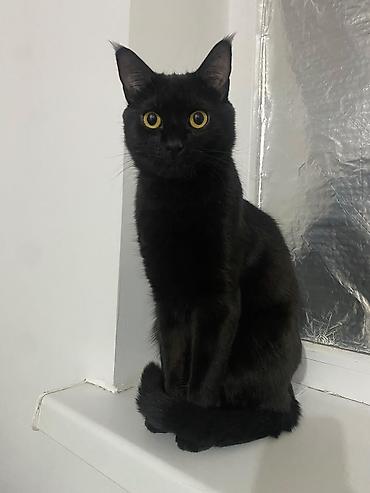 Отдам даром кошку: 3 года, Мальчик, Кастрирована, Метис, Приучена к лотку — 2