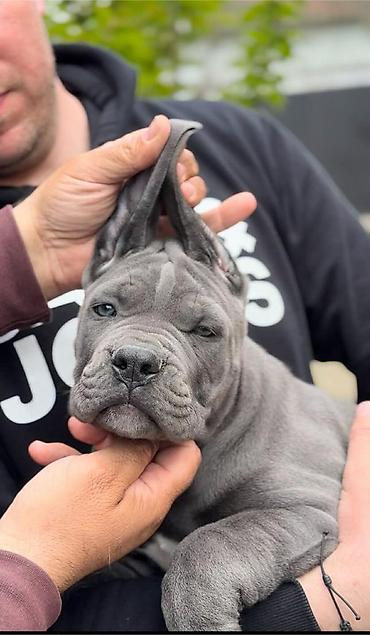 Psi: Dostupni za rezervaciju stenci Cane Corso iz registrovane — 1