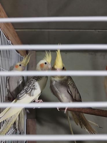 bulbul quşu satışı: Karela bir erkek bir dişi hele baladilar l) – sarı çəlpaq — 2