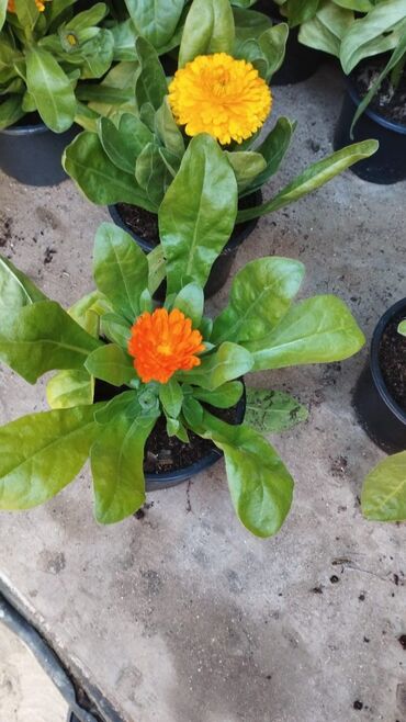 Torf: Torf gubresinn satisi balaken peyin torpaq xaricden gelen torflar — 10