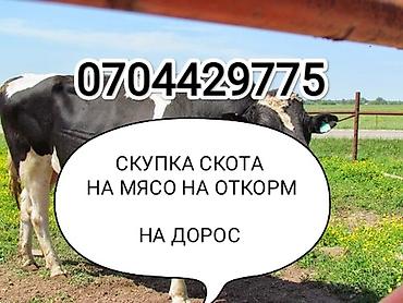 Колбаса цехи, Жеке жак : Уйлар, букалар, Жылкылар, аттар, | Бардык шартта, Союлган, Борго байлап семиртилген lalafo.kg да — 1 Колбаса цехи, Жеке жак : Уйлар, букалар, Жылкылар, аттар, | Бардык шартта, Союлган, Борго байлап семиртилген — 1
