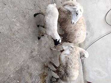 Qoyunlar, qoçlar: Qoyun və quzular – təsərrüfat üçün hazır sürü - Növ: yerli — 2