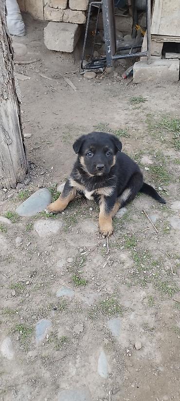 Продажа собак: Щенки немецкой овчарки - Порода: немецкая овчарка, классический — 7