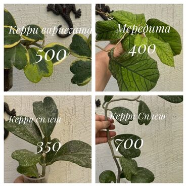 монстера цветы: Комнатные неприхотливые растения