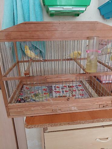 bulbul quşu satışı: Bülbülerl satlılir tek erkekler 90 azn cütlər 150azn quşların — 4