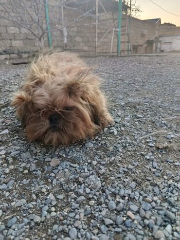 İtlər: Pudel, 8 ay, Erkek, Peyvəndli, Pulsuz çatdırılma — 7