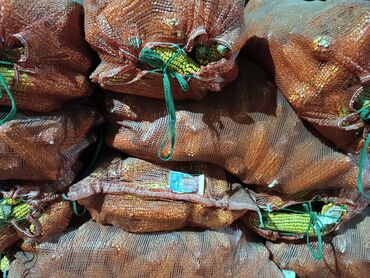 Птицы: 50 мешок жугору сатам местный сорт таза дары чачылбаган