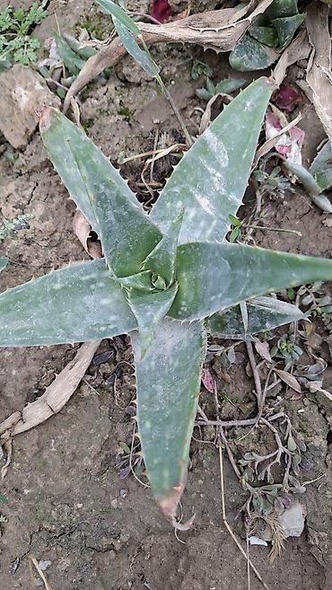 Алоэ: Алоэ вера (Aloe vera) — розетки взрослых растений для сада и дома — 2