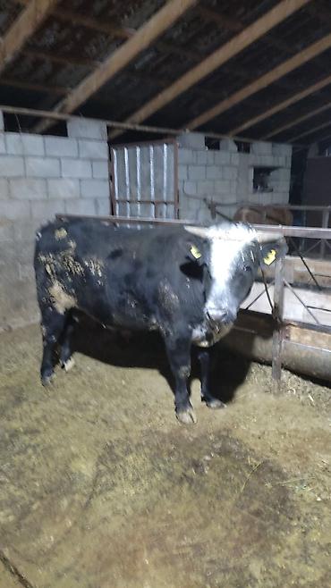 Коровы, быки: Продаю | Бык (самец) | На откорм — 1