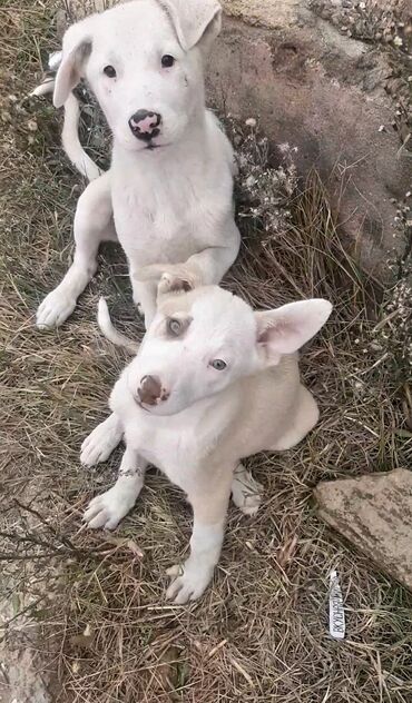 İtlər: 3 ay, Erkek, Pulsuz çatdırılma — 2