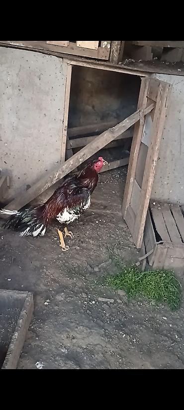 tap az goyercin satisi: Super cins heyratilar satilir isimle elaqadar tərgidirem deye hamsini — 3