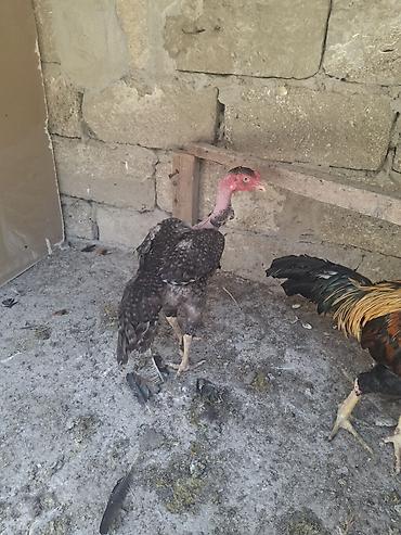 Xoruzlar: Xoruz, Heyratı, il: 2, Ödənişli çatdırılma — 5