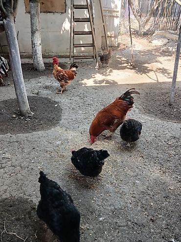 quş: Yumurtlayan toyuqlar, xoruzlar, çolpalar, 1 aylıq cücələrdə var — 3