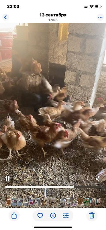 yumurta satışı: Toyuq, Yumurtalıq — 3