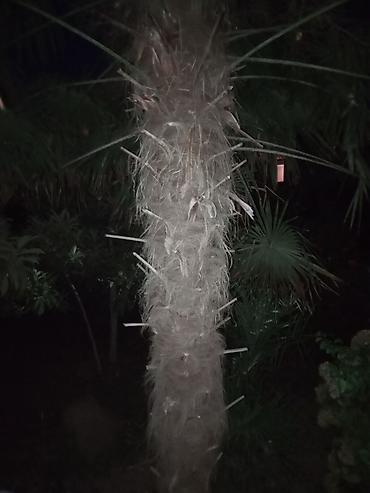 asılqan satılır: Satılır: dekorativ palma ağacı (Trachycarpus tipli, yelpik formalı — 2