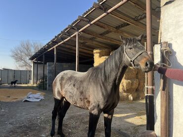 Лошади, кони: Продаю | Кобыла (самка) | Полукровка, Английская | Для разведения, Конный спорт | Племенные — 7