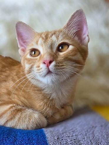 кошки мальчик: 5 месяцев, Мальчик, Приучена к лотку, Проглистована — 5