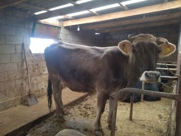 срочно продаю корову: Продаю | Корова (самка) | Алатауская | Для молока | Искусственник