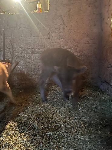 Коровы, быки: Продаю | Музоо, торпок | Алатауская | На откорм | Искусственник — 14