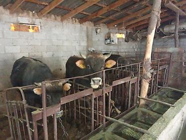 Коровы, быки: Продаю | Бык (самец) | На откорм | Привязанные — 18