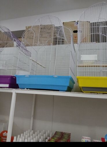 Tutuquşları: Her novde qefeslermiz var satisda maraqlamaq isdeyen elaqe saxlaya -da lalafo.az — 2 Tutuquşları: Her novde qefeslermiz var satisda maraqlamaq isdeyen elaqe saxlaya — 2